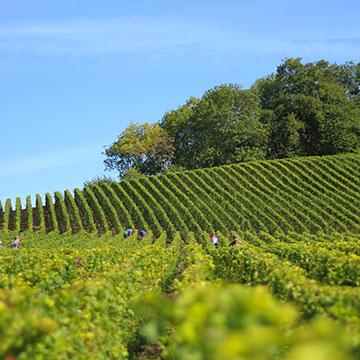 Bordeaux wine: organic and natural selection - Petites Caves